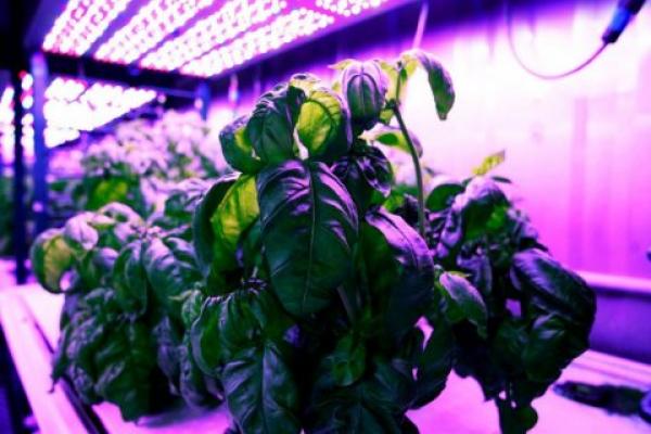 Using Machine Learning to Revolutionize the Future of Food Production